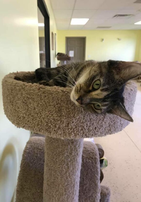 Cat in Cat Scratch Tower