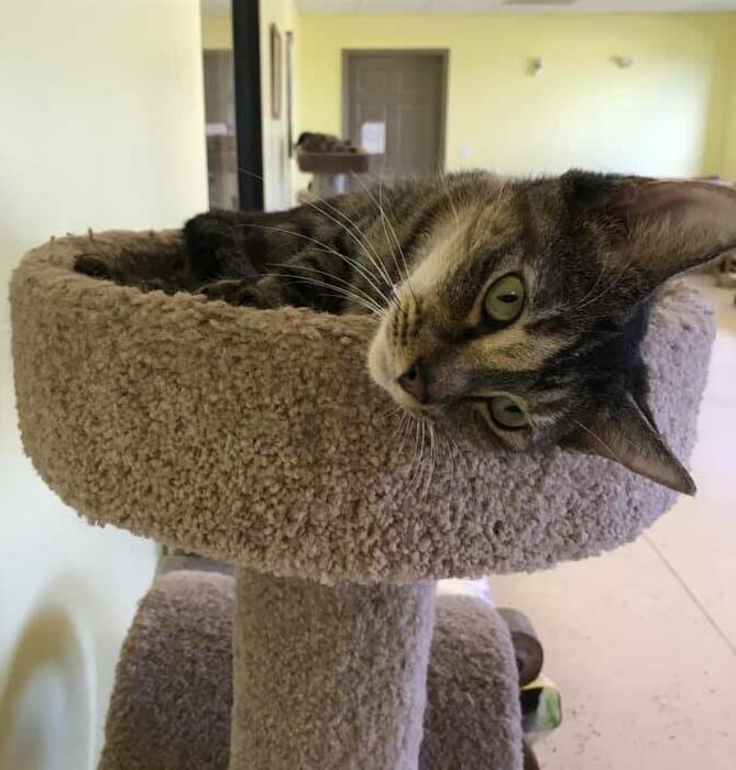 Cat in Cat Scratch Tower